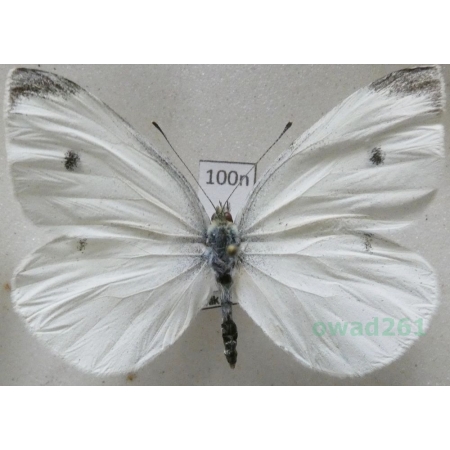 Pieris rapae (Linnaeus, 1758) male Bielinek rzepnik Poland100n